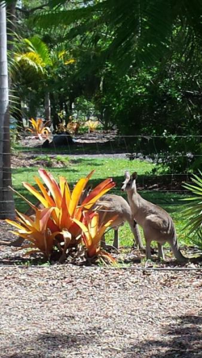 Bluegrass BnB, Bundaberg
